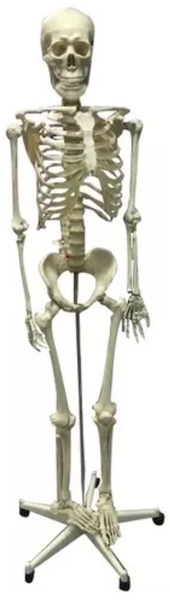 Esqueleto Humano 85cm